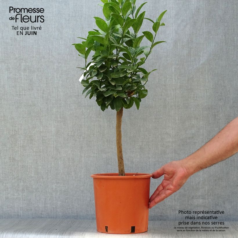 Spécimen de Citron vert - Citrus aurantifolia Pot de 4L/5L, 1/4 de tige tel que livré en été