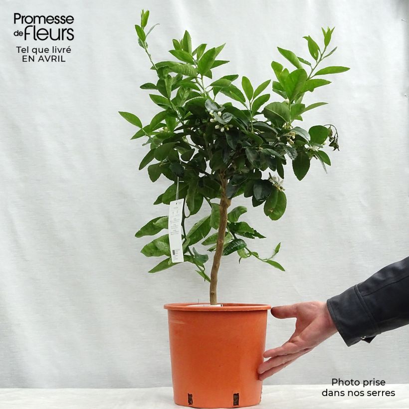 Spécimen de Citron vert - Citrus aurantifolia Pot de 4L/5L tel que livré au printemps