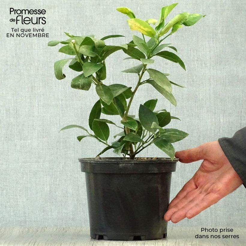 Spécimen de Citron vert - Citrus aurantifolia Mexicana tel que livré en automne
