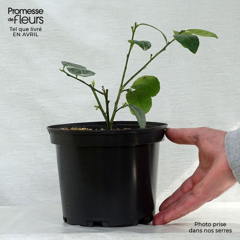 Spécimen de Citron vert - Citrus aurantifolia Mexicana Pot de 3L tel que livré au printemps