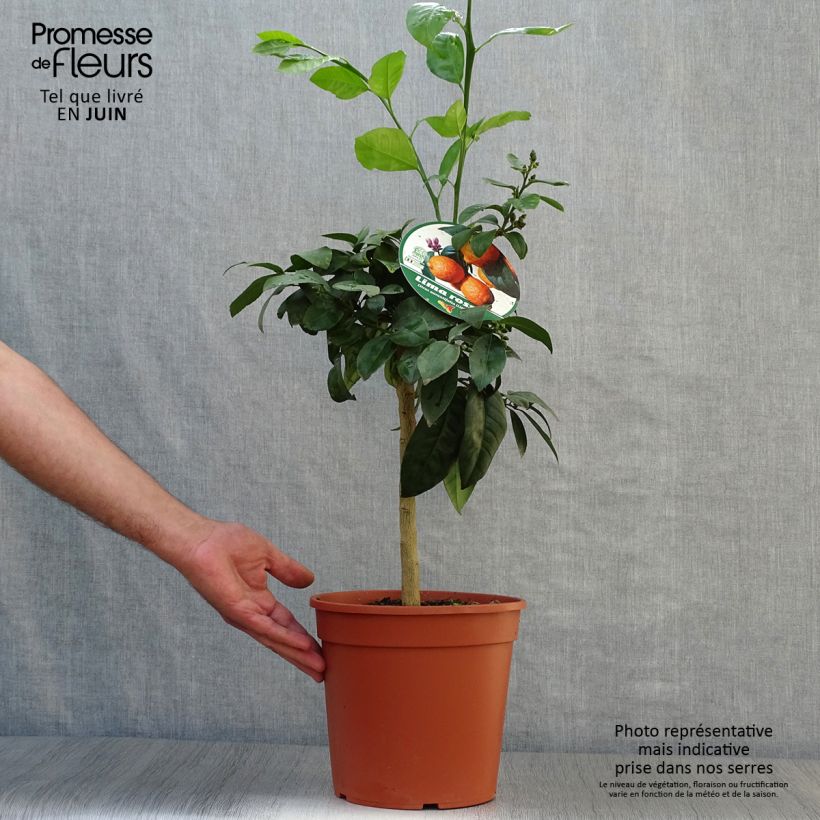 Spécimen de Citron vert Red Lime - Citrus aurantifolia Pot de 3L/4L, 1/4 de tige tel que livré en été