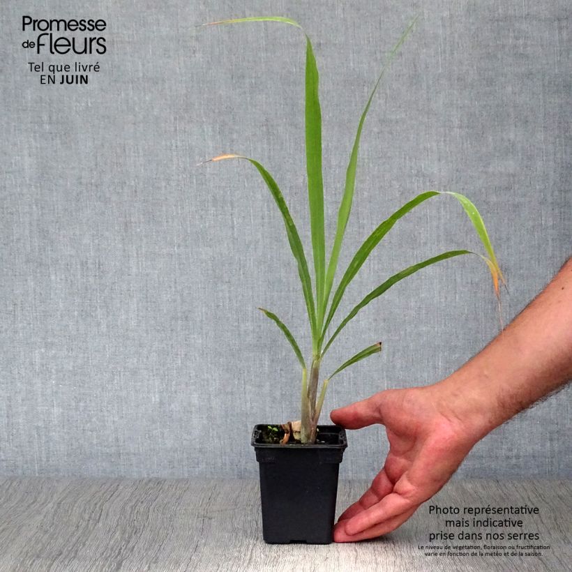 Spécimen de Citronnelle de Madagascar - Cymbopogon citratus en plants Godet de 7/8 cm tel que livré en été