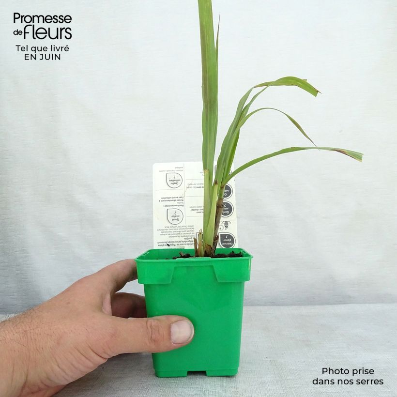 Spécimen de Citronnelle de Madagascar - Cymbopogon citratus en plants Pot de 1L/1,5L tel que livré en été