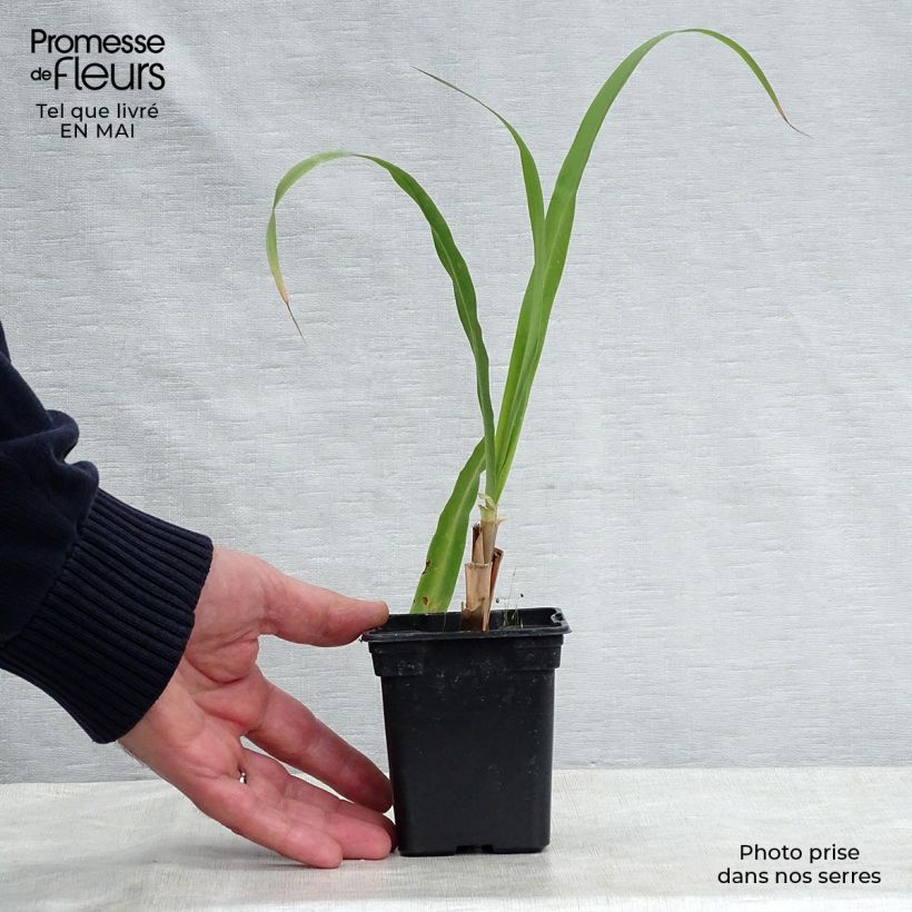 Spécimen de Citronnelle de Madagascar - Cymbopogon citratus en plants Godet de 7/8 cm tel que livré au printemps