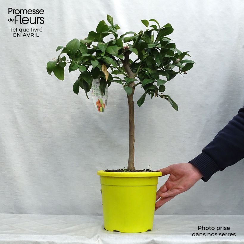 Spécimen de Citronnier - Citrus limon Adamo Pot de 4L/5L tel que livré au printemps
