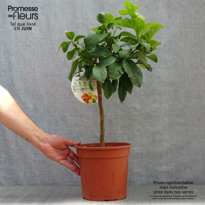 Spécimen de Citronnier - Citrus limon Adamo Pot de 4L/5L, 1/4 de tige tel que livré en été