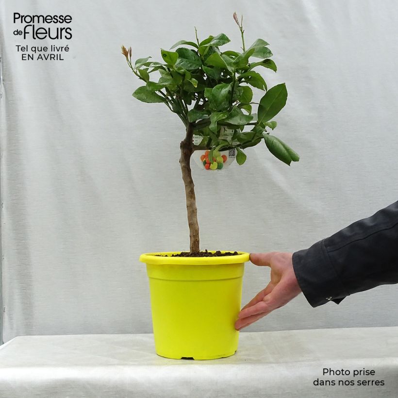 Spécimen de Citronnier - Citrus limon Cerza Pot de 4L/5L tel que livré au printemps