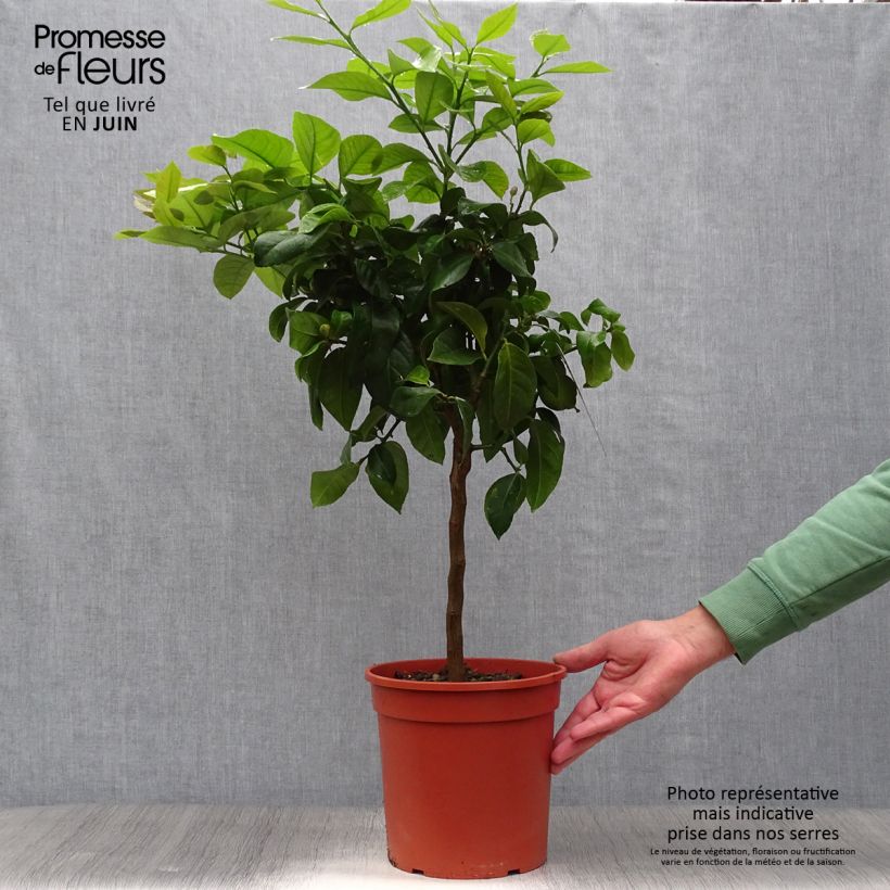 Spécimen de Citronnier - Citrus limon Cerza Pot de 4L/5L, 1/4 de tige tel que livré en été