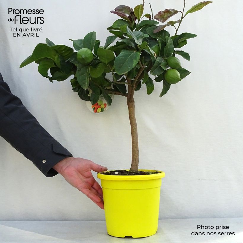Spécimen de Citronnier - Citrus limon Femminello Carrubaro Pot de 4L/5L tel que livré au printemps