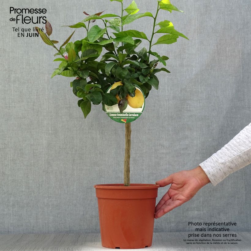 Spécimen de Citronnier - Citrus limon Femminello Carrubaro Pot de 4L/5L, 1/4 de tige tel que livré en été