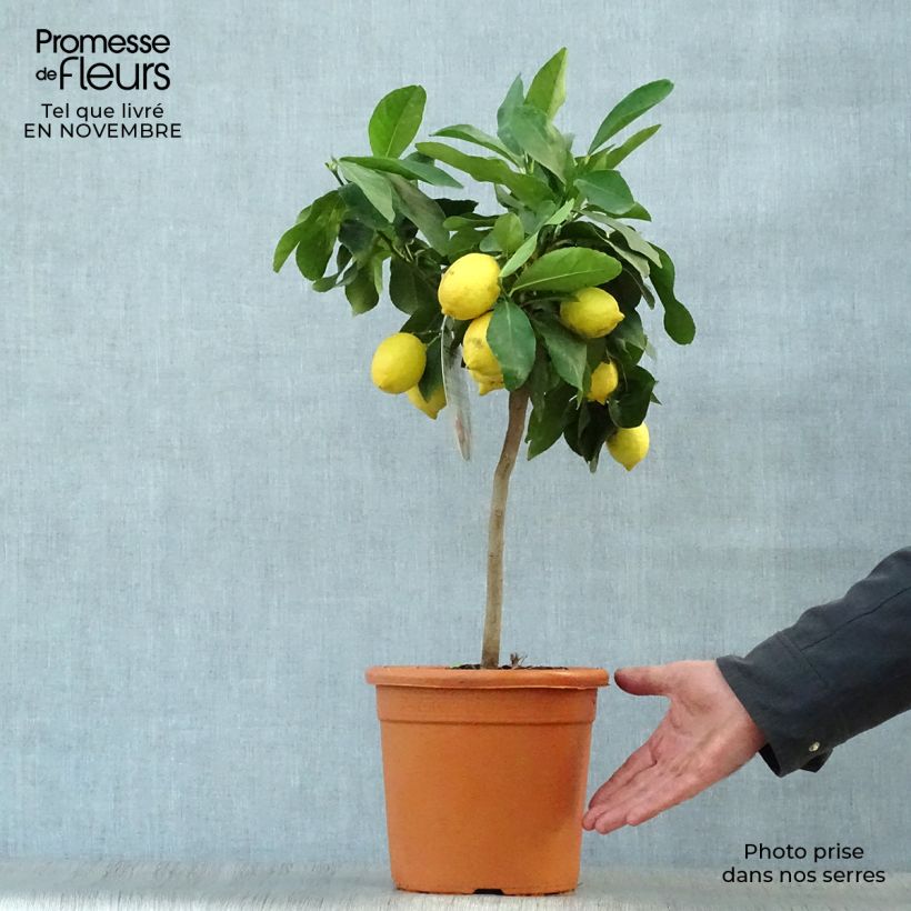 Spécimen de Citronnier - Citrus limon Femminello Incappucciato Pot de 4L/5L, 1/4 de tige tel que livré en automne