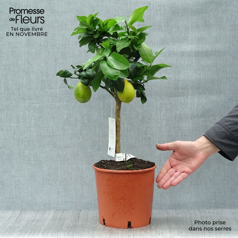 Spécimen de Citronnier Meyer - Citrus x meyeri tel que livré en automne