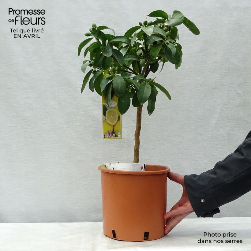 Spécimen de Citronnier Meyer - Citrus x meyeri Pot de 4L/5L tel que livré au printemps