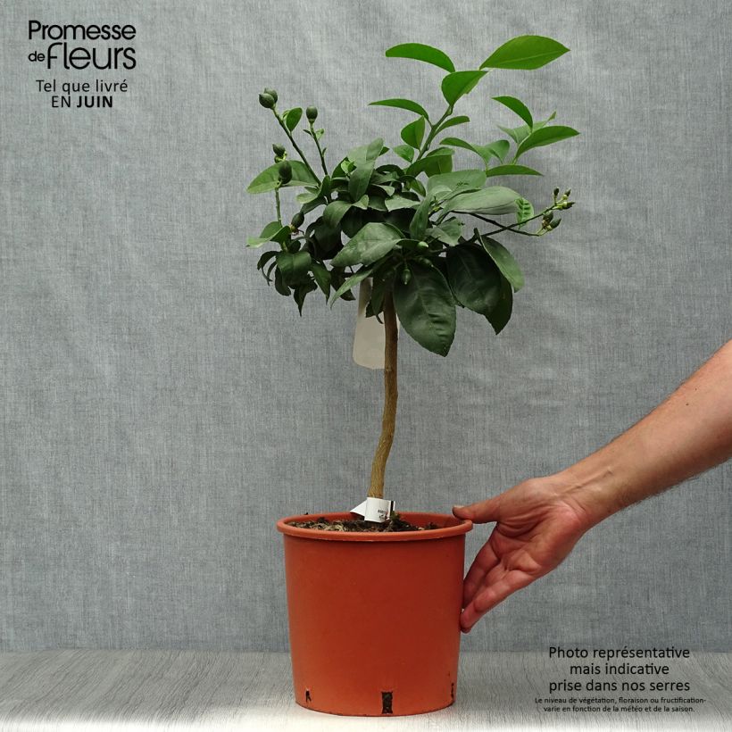 Spécimen de Citronnier Meyer - Citrus x meyeri Pot de 4L/5L, 1/4 de tige tel que livré en été