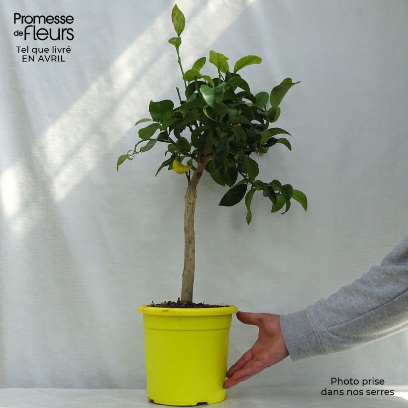 Spécimen de Citronnier de Syracuse - Citrus limon Femminello Siracusano Pot de 4L/5L tel que livré au printemps