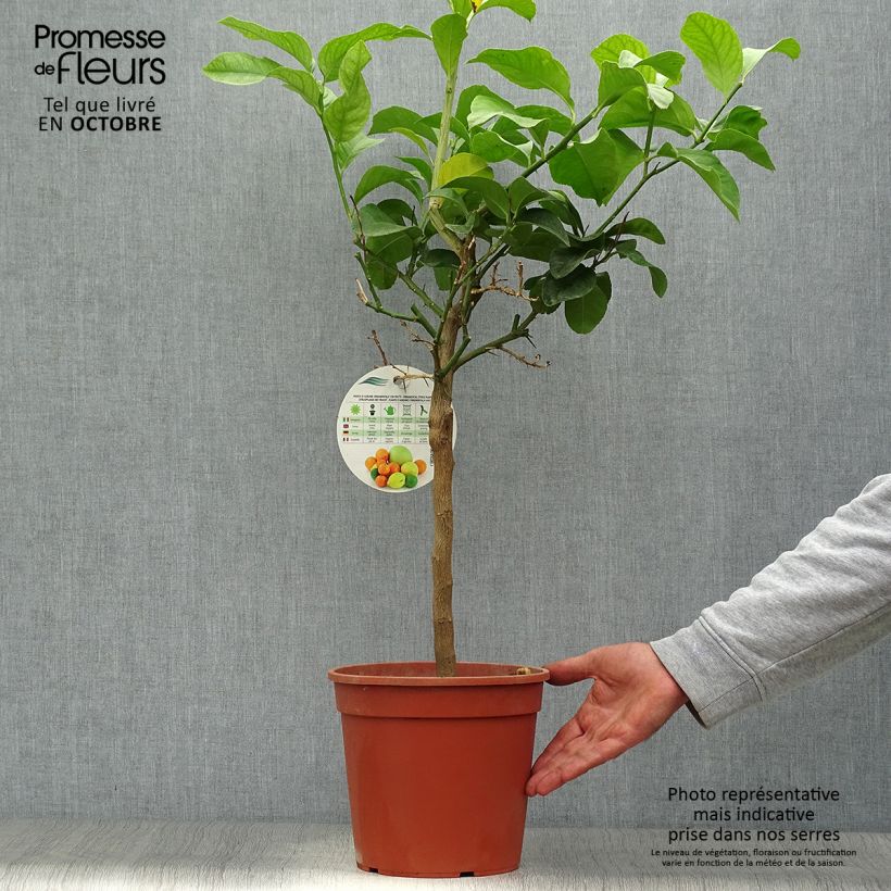 Spécimen de Citronnier de Syracuse - Citrus limon Femminello Siracusano tel que livré en automne
