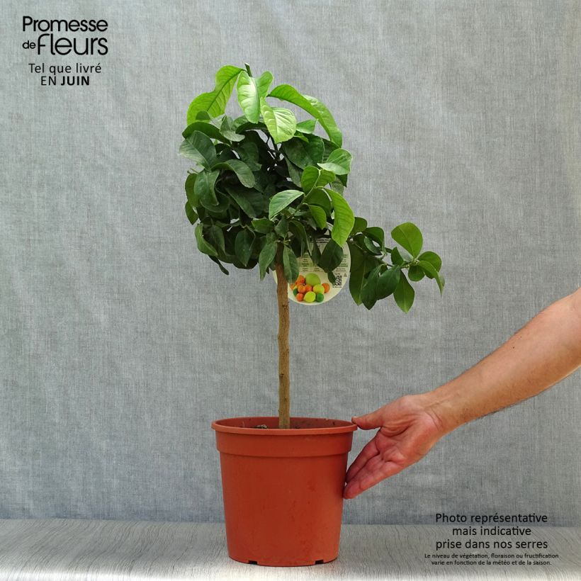 Spécimen de Citronnier de Syracuse - Citrus limon Femminello Siracusano Pot de 4L/5L, 1/4 de tige tel que livré en été
