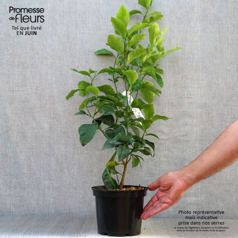 Spécimen de Citronnier des 4 saisons - Citrus limon Pot de 2L/3L, Buisson, Touffe tel que livré en été