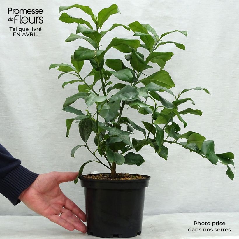 Spécimen de Citronnier des 4 saisons - Citrus limon en pot de 3L tel que livré au printemps