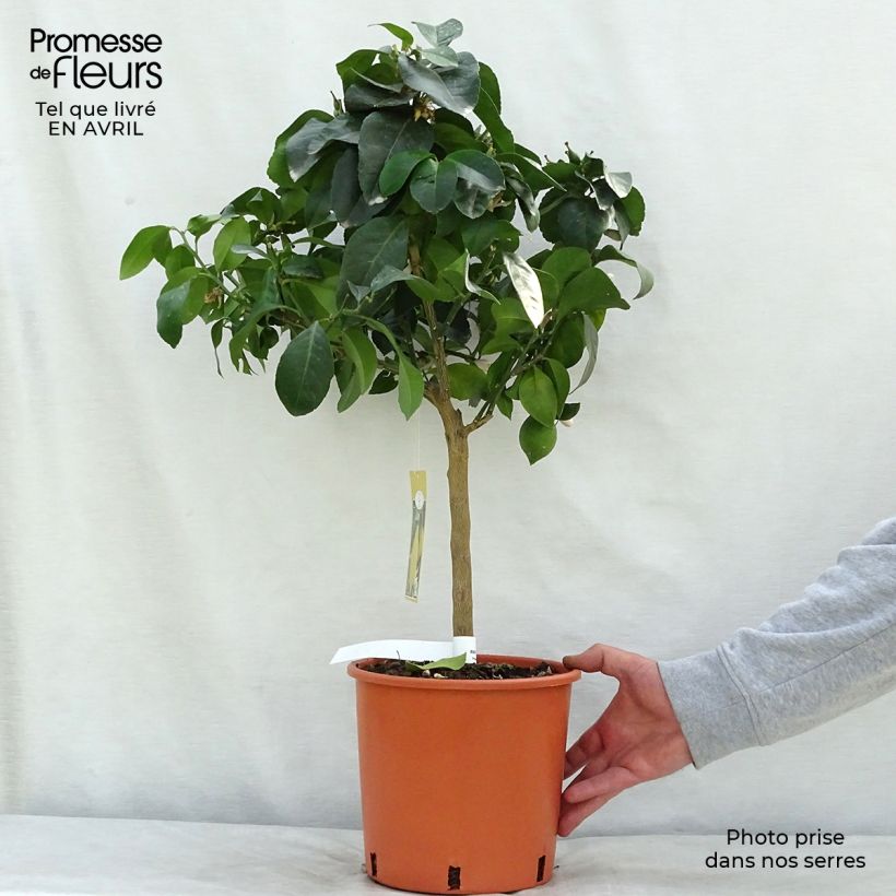 Spécimen de Citronnier des 4 saisons - Citrus limon en pot de 5L 1/4 tige tel que livré au printemps
