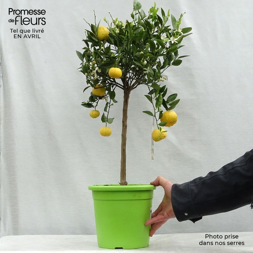 Spécimen de Citronnier doux - Citrus limetta Pursha Pot de 4L/5L tel que livré au printemps