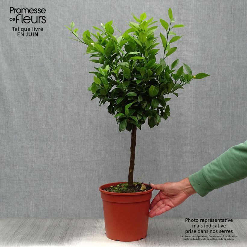 Spécimen de Citronnier doux - Citrus limetta Pursha Pot de 4L/5L, 1/4 de tige tel que livré en été