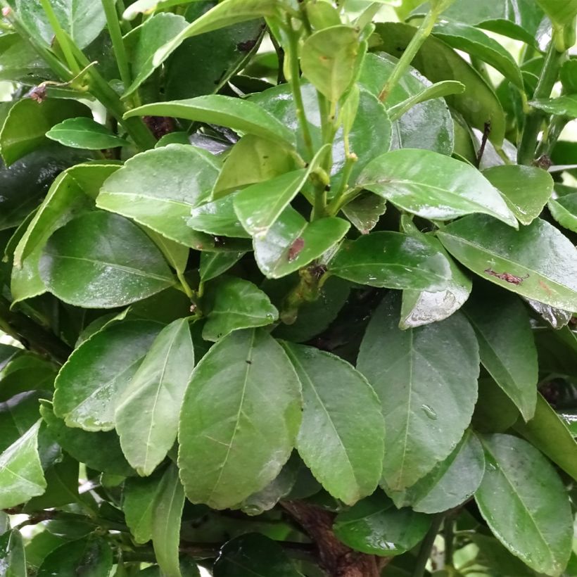 Citronnier doux - Citrus limetta Pursha (Feuillage)
