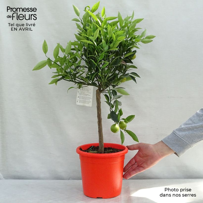 Spécimen de Citrus Kucle - Kumquatine Pot de 4L/5L tel que livré au printemps