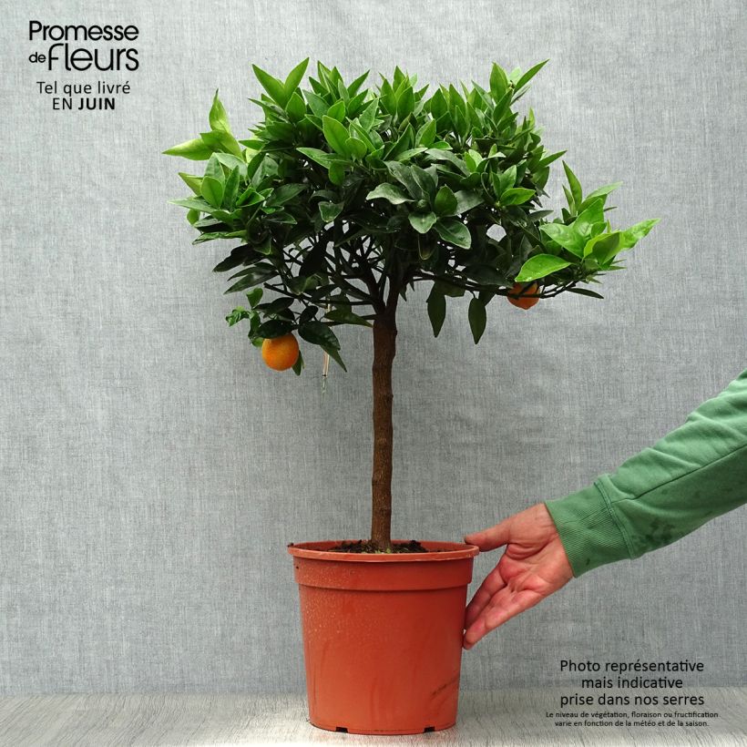 Spécimen de Citrus Kucle - Kumquatine Pot de 4L/5L, 1/4 de tige tel que livré en été