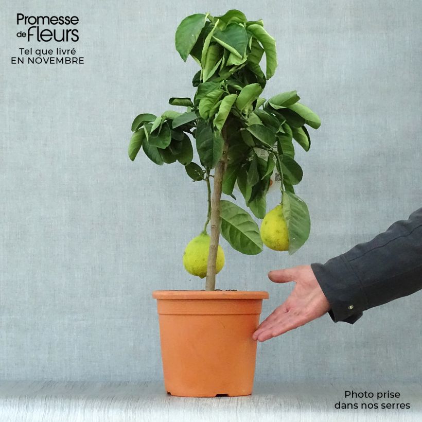 Spécimen de Citrus Lipo - Citrus limon x Citrus paradisi tel que livré en automne