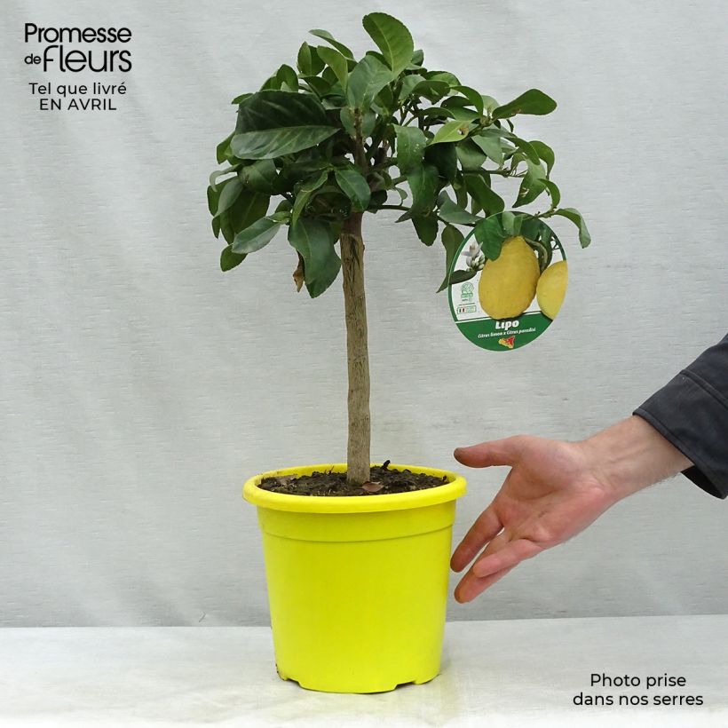 Spécimen de Citrus Lipo - Citrus limon x Citrus paradisi Pot de 4L/5L tel que livré au printemps