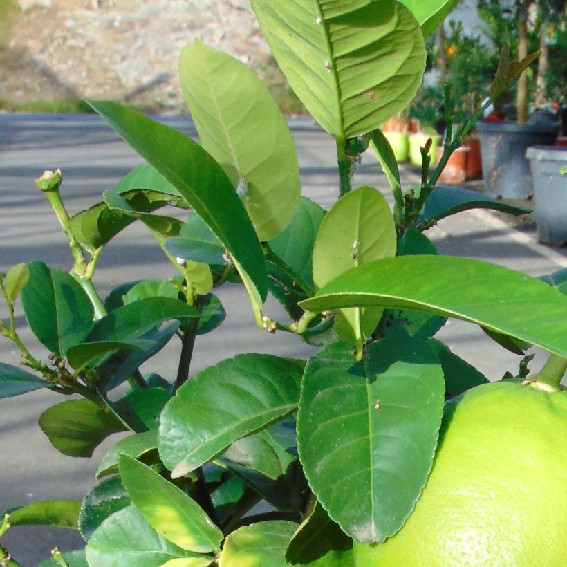 Pamplemousse (Pomelo) - Citrus (x) paradisi (Feuillage)