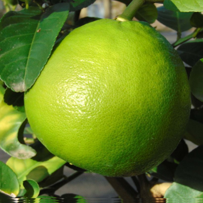Pamplemousse (Pomelo) - Citrus (x) paradisi (Récolte)