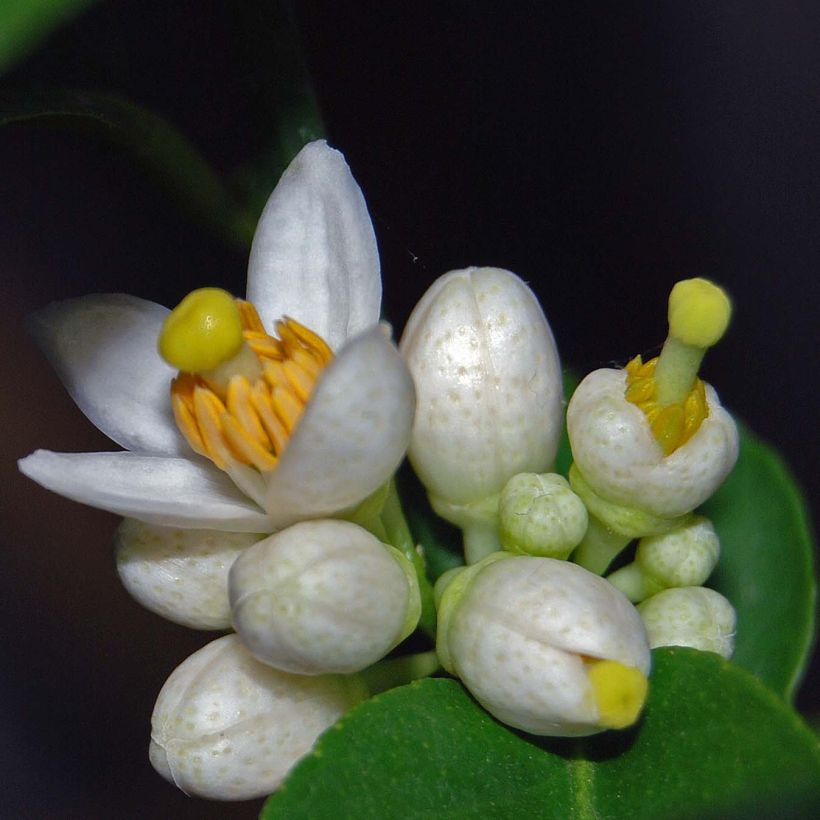 Citron vert - Citrus aurantifolia (Floraison)