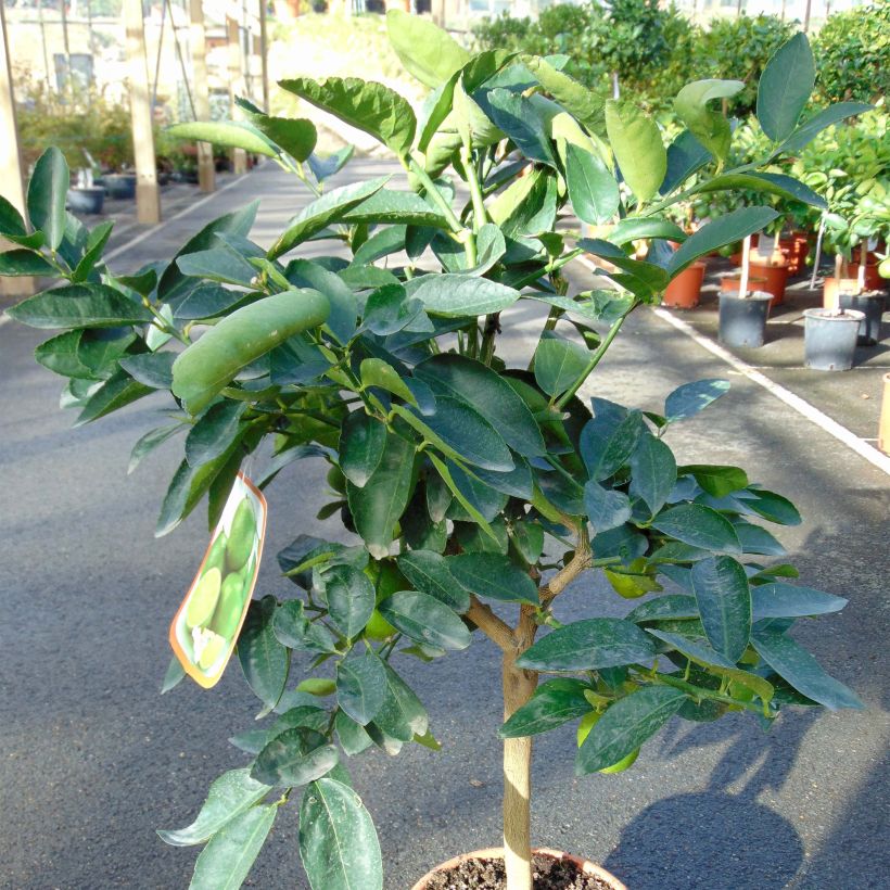 Citron vert - Citrus aurantifolia (Port)