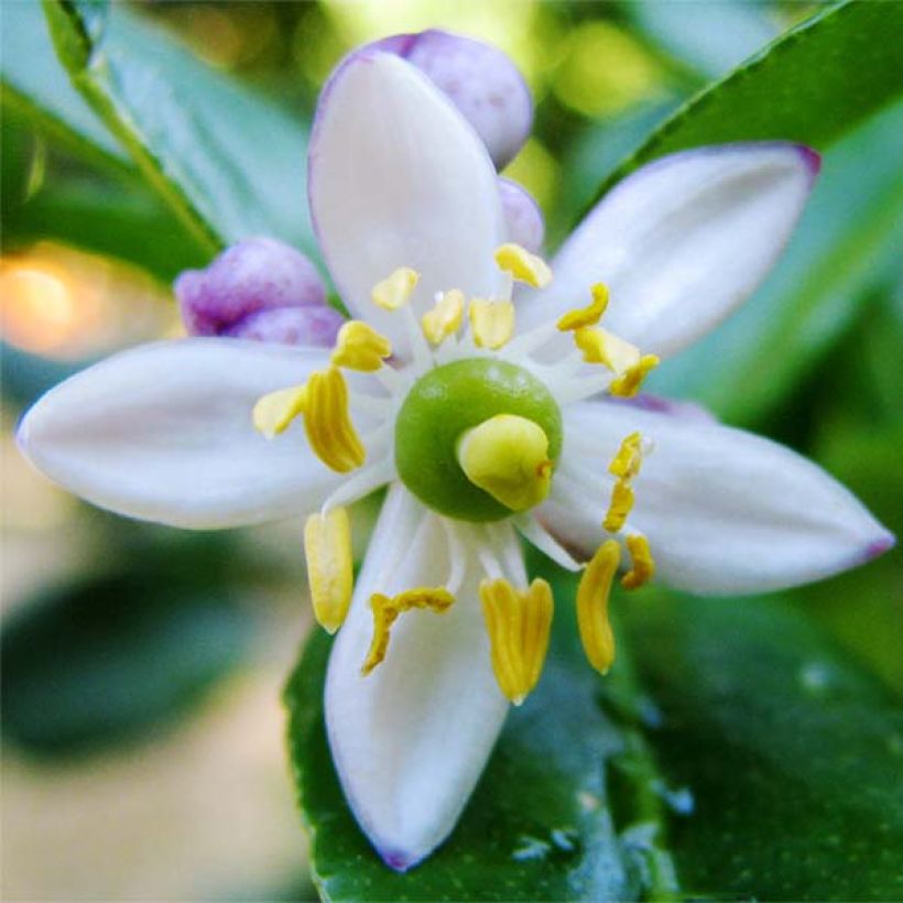Combawa - Citrus hystrix (Floraison)