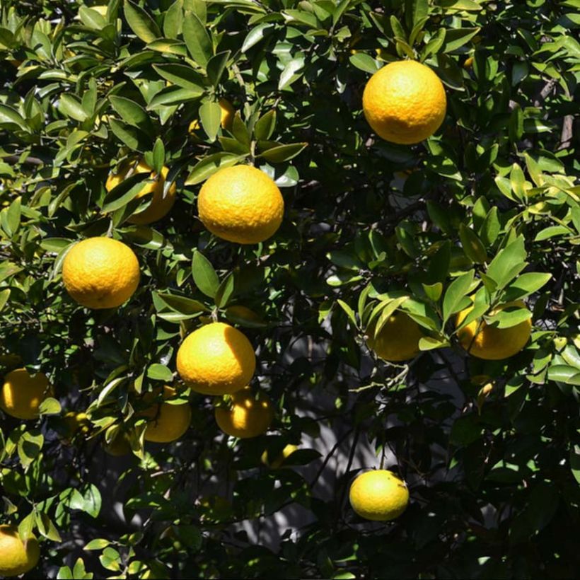 Citrus ichangensis - Ichang Papeda  (Feuillage)