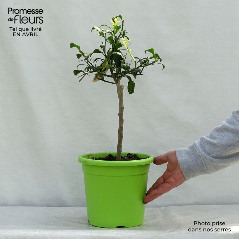 Spécimen de Citrus ichangensis - Ichang Papeda  Pot de 4L/5L tel que livré au printemps