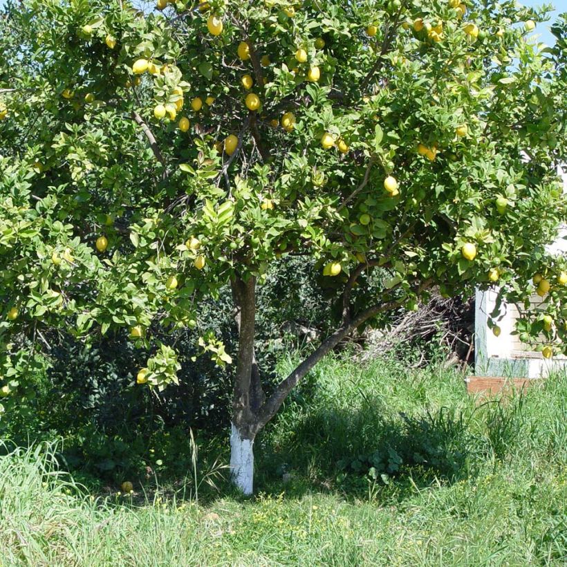 Citronnier des 4 saisons - Citrus limon (Port)