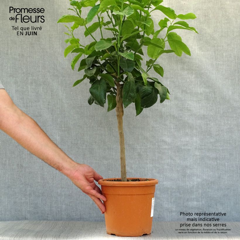 Spécimen de Citrus medica Maxima - Cédrat Maxima Pot de 3L/4L, 1/4 de tige tel que livré en été