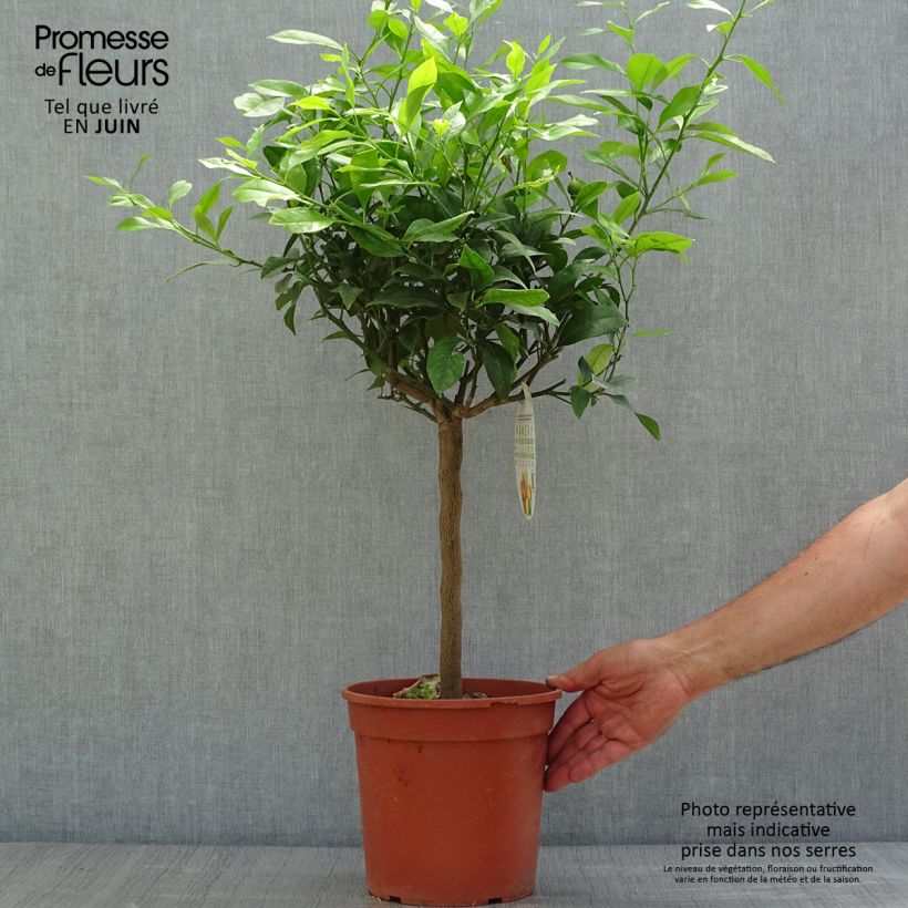 Spécimen de Citrus medica Pigmentata - Cédrat hybride Pot de 4L/5L, 1/4 de tige tel que livré en été