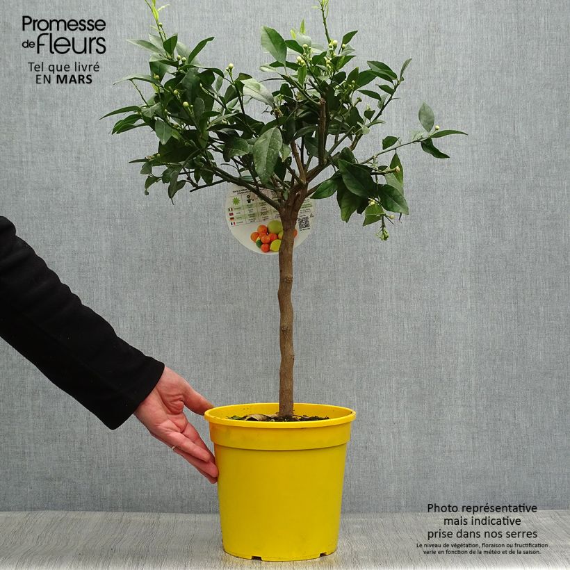 Spécimen de Citrus medica Pigmentata - Cédrat hybride Pot de 4L/5L tel que livré au printemps