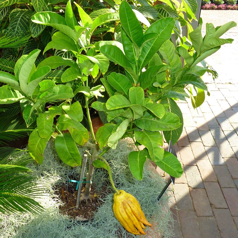 Main de Bouddha - Citrus medica var. sarcodactylis (Feuillage)