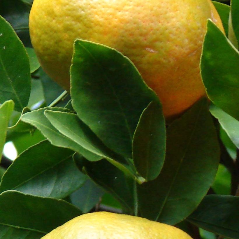 Mandarinier - Citrus reticulata Keraji (Feuillage)