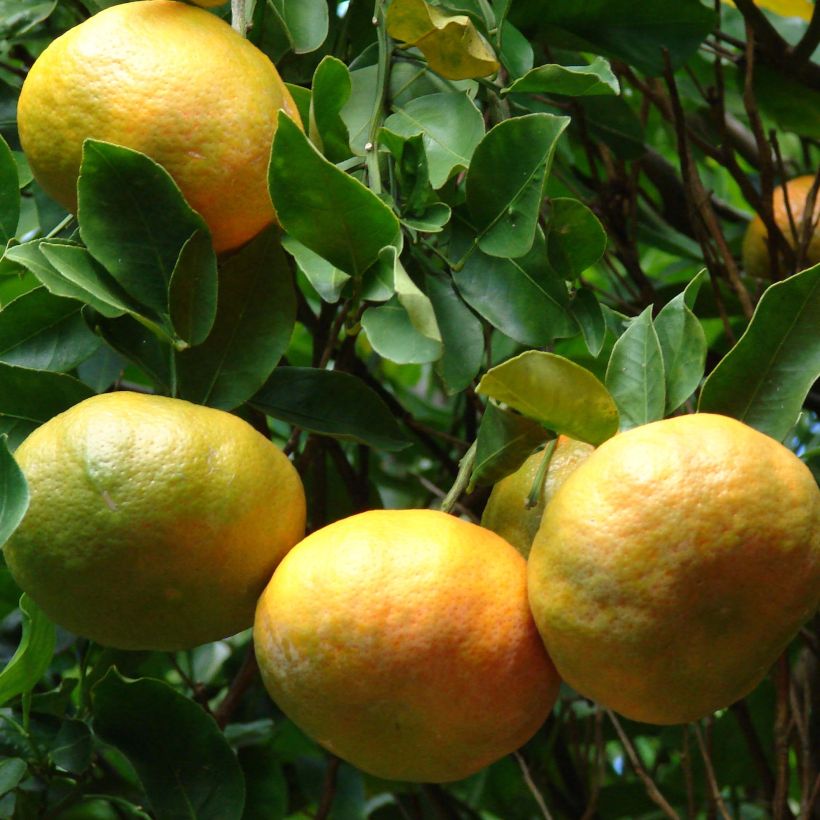 Mandarinier - Citrus reticulata Keraji (Récolte)