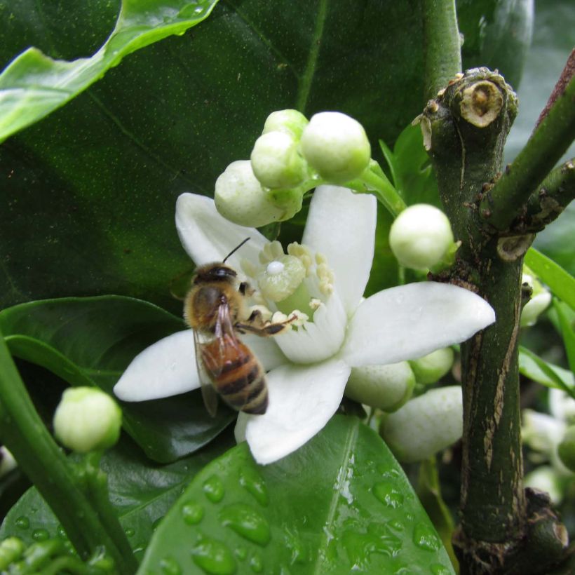 Oranger - Citrus sinensis Washington Navel  (Floraison)