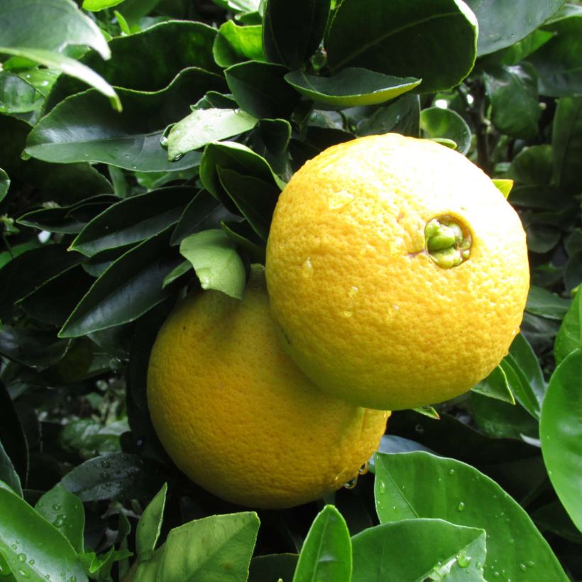 Oranger - Citrus sinensis Washington Navel  (Récolte)