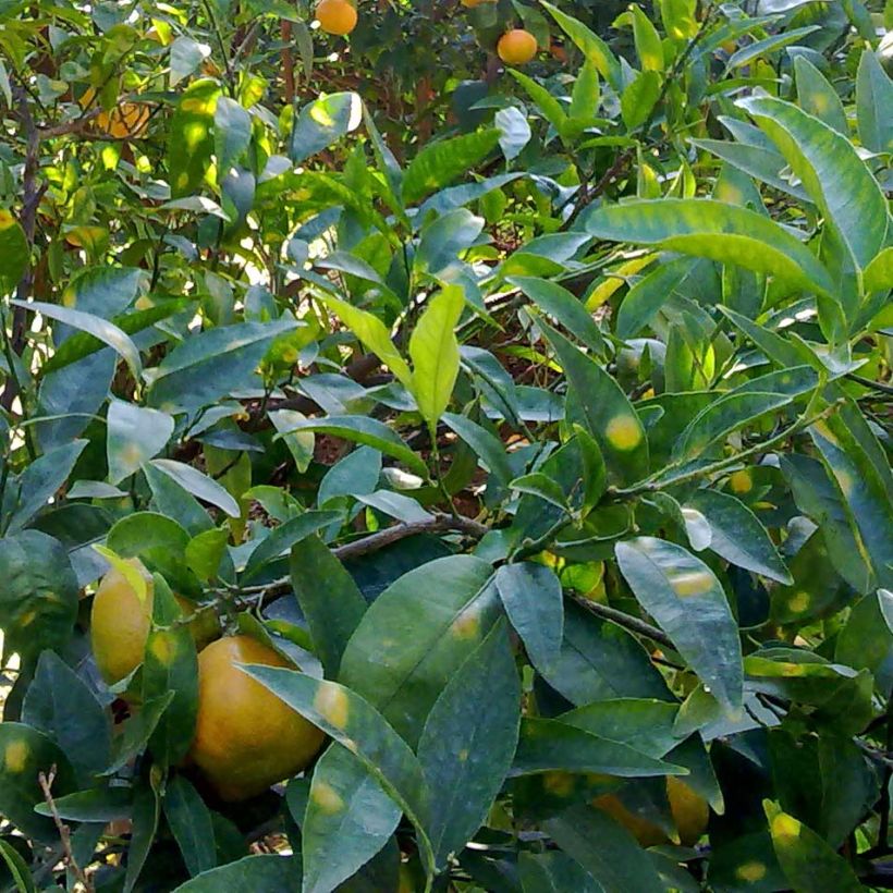 Mandarinier Satsuma - Citrus unshiu (Feuillage)