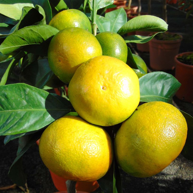 Mandarinier Satsuma - Citrus unshiu (Récolte)