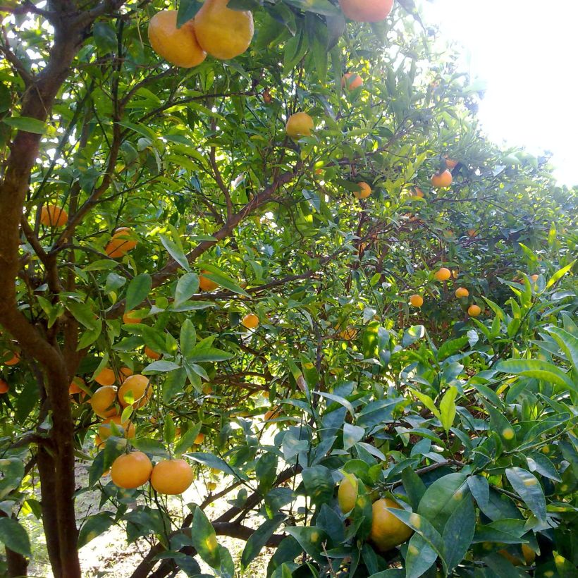 Mandarinier Satsuma - Citrus unshiu (Port)
